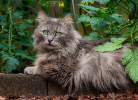H-408 Gato gris